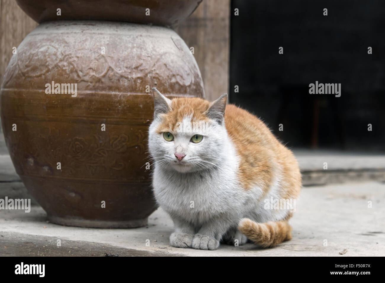 Crouching cat et vase, Shiqiao Village Miao, province de Guizhou, Chine Banque D'Images