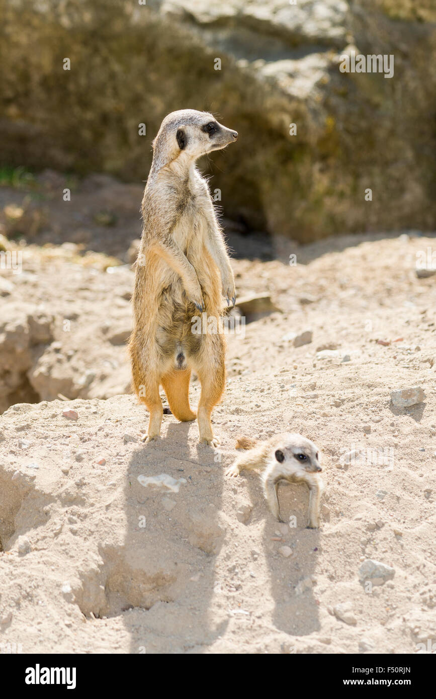 Une femelle meerkat (Suricata suricatta) est debout sur le sol, son bébé est allongé à côté d'elle Banque D'Images