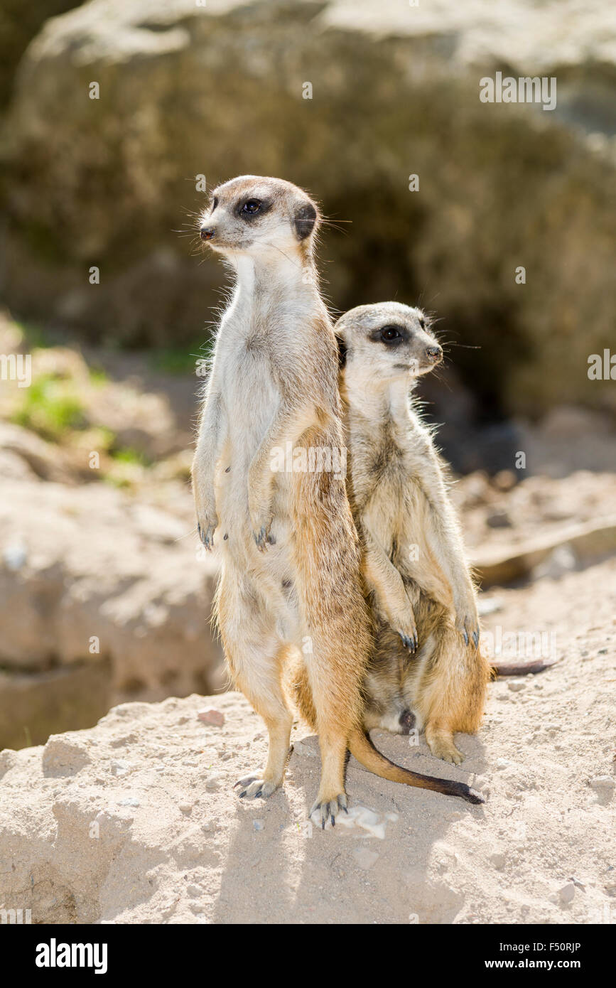 Un Meerkat (Suricata suricatta) est debout sur le sol, un autre est assis à côté d'elle Banque D'Images