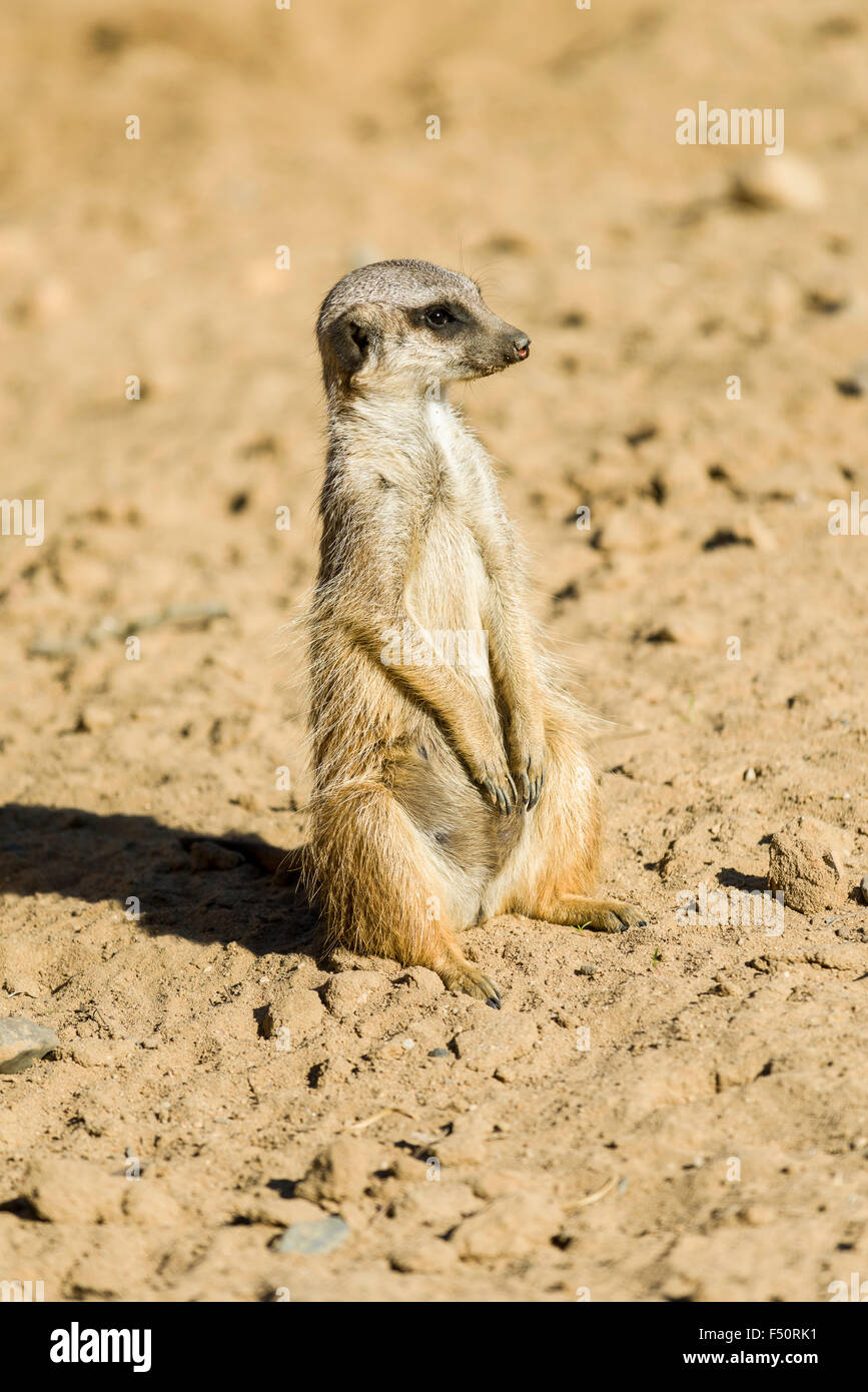 Un meerkat (Suricata suricatta) est assis sur le sol Banque D'Images