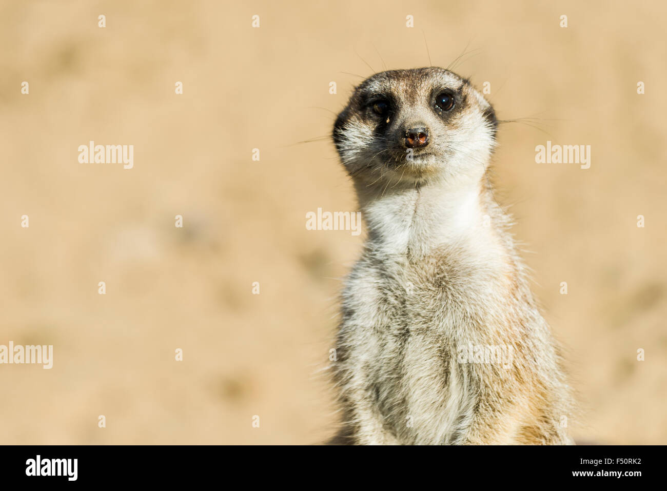 Portrait d'une suricate (Suricata suricatta) Banque D'Images