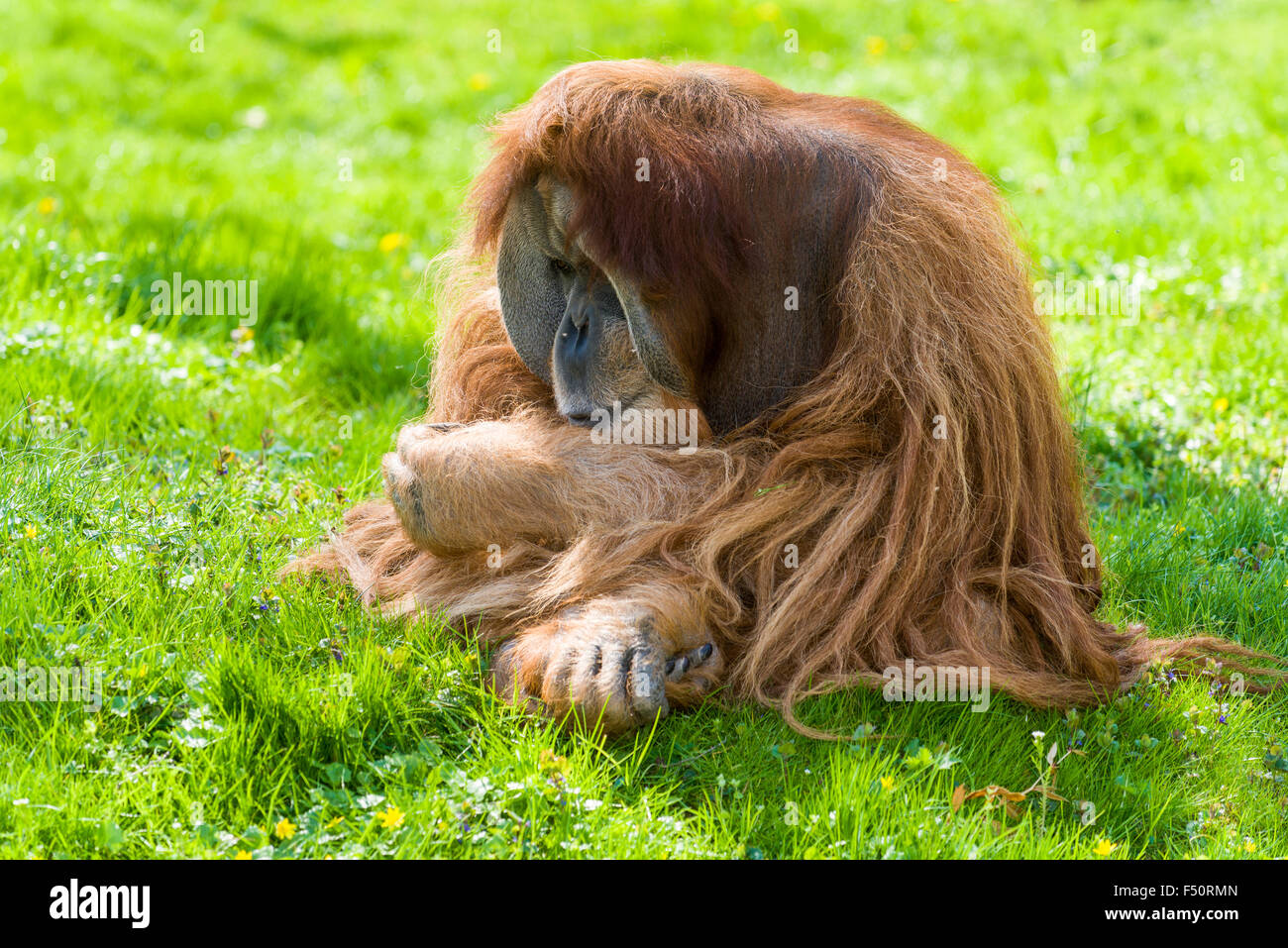 Un pongo abelli (orang-outan de Sumatra) est assis sur un pré, dépressif Banque D'Images