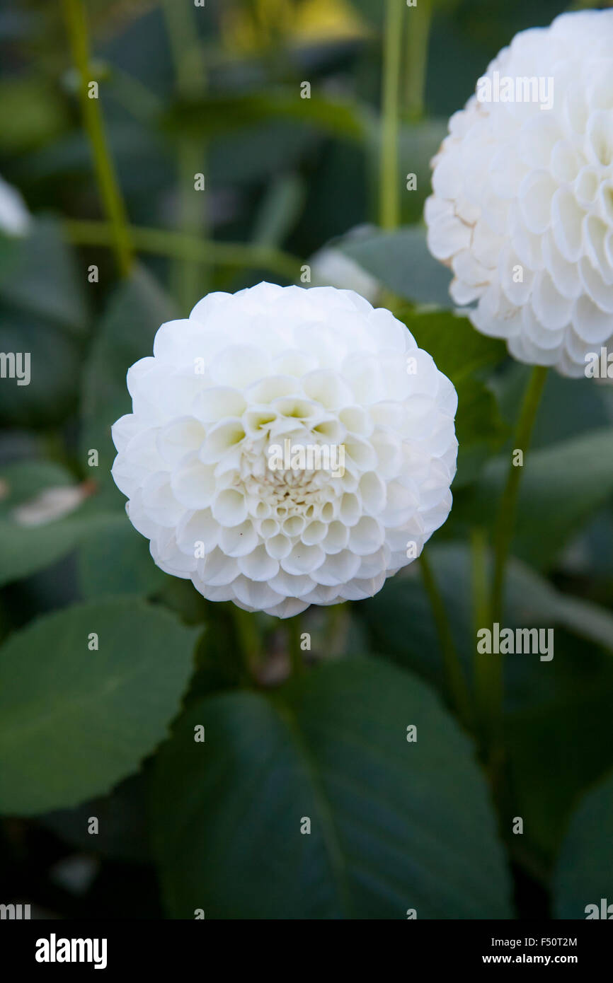 Dahlia fleurs blanches, L'Ancresse variété, pousse dans un jardin de l'Irlande Banque D'Images