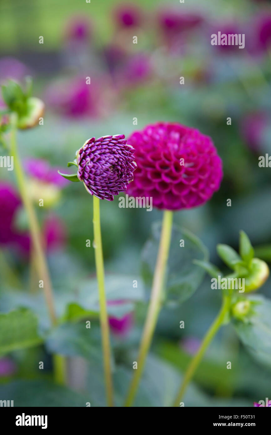 Dahlia rose fleurs, Moor Place variété, pousse dans un jardin de l'Irlande Banque D'Images
