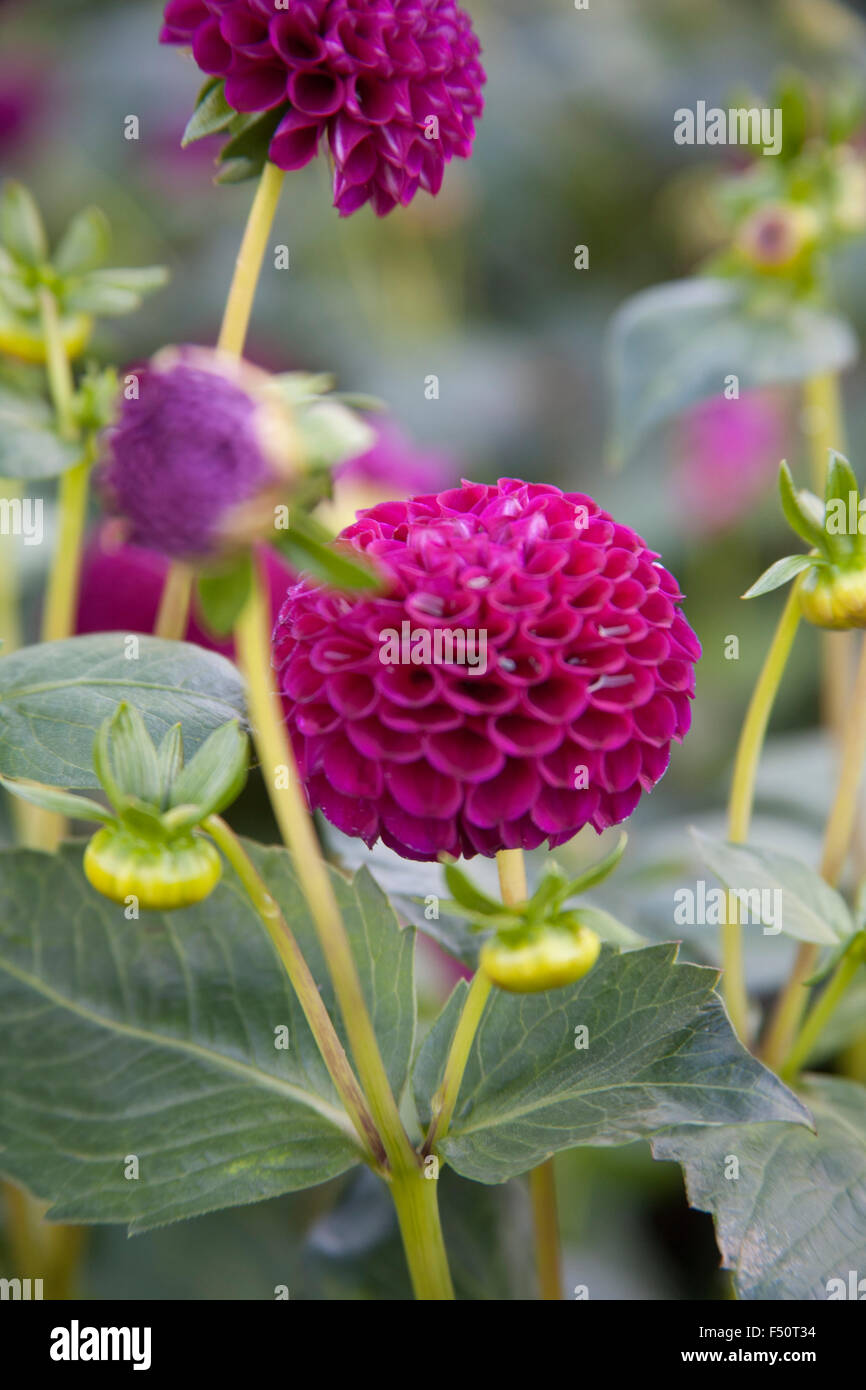 Dahlia rose fleurs, Moor Place variété, pousse dans un jardin de l'Irlande Banque D'Images