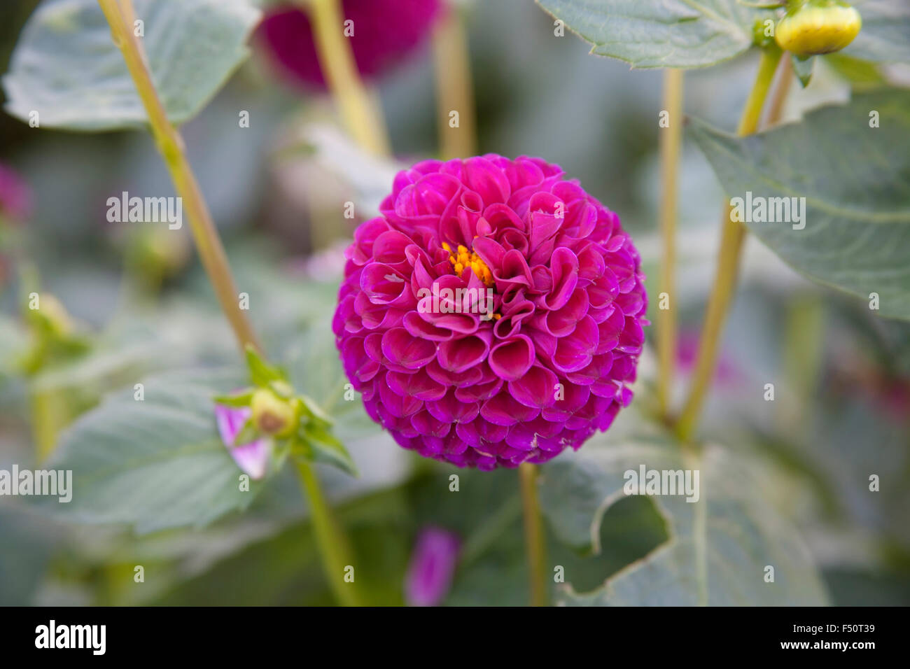 Dahlia rose fleurs, Moor Place variété, pousse dans un jardin de l'Irlande Banque D'Images