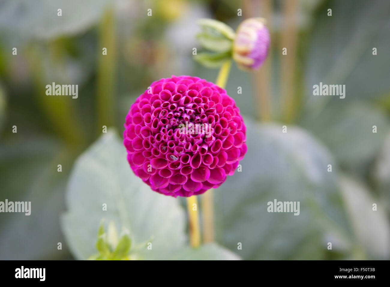 Dahlia rose fleurs, Moor Place variété, pousse dans un jardin de l'Irlande Banque D'Images