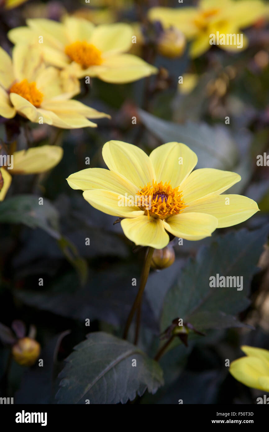 Dahlia fleurs, jaune variété parti, pousse dans un jardin de l'Irlande Banque D'Images