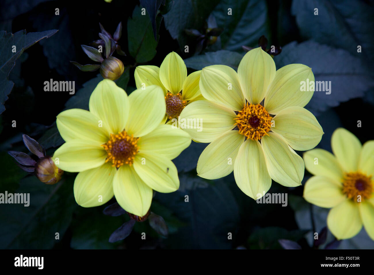 Dahlia fleurs, jaune variété parti, pousse dans un jardin de l'Irlande Banque D'Images
