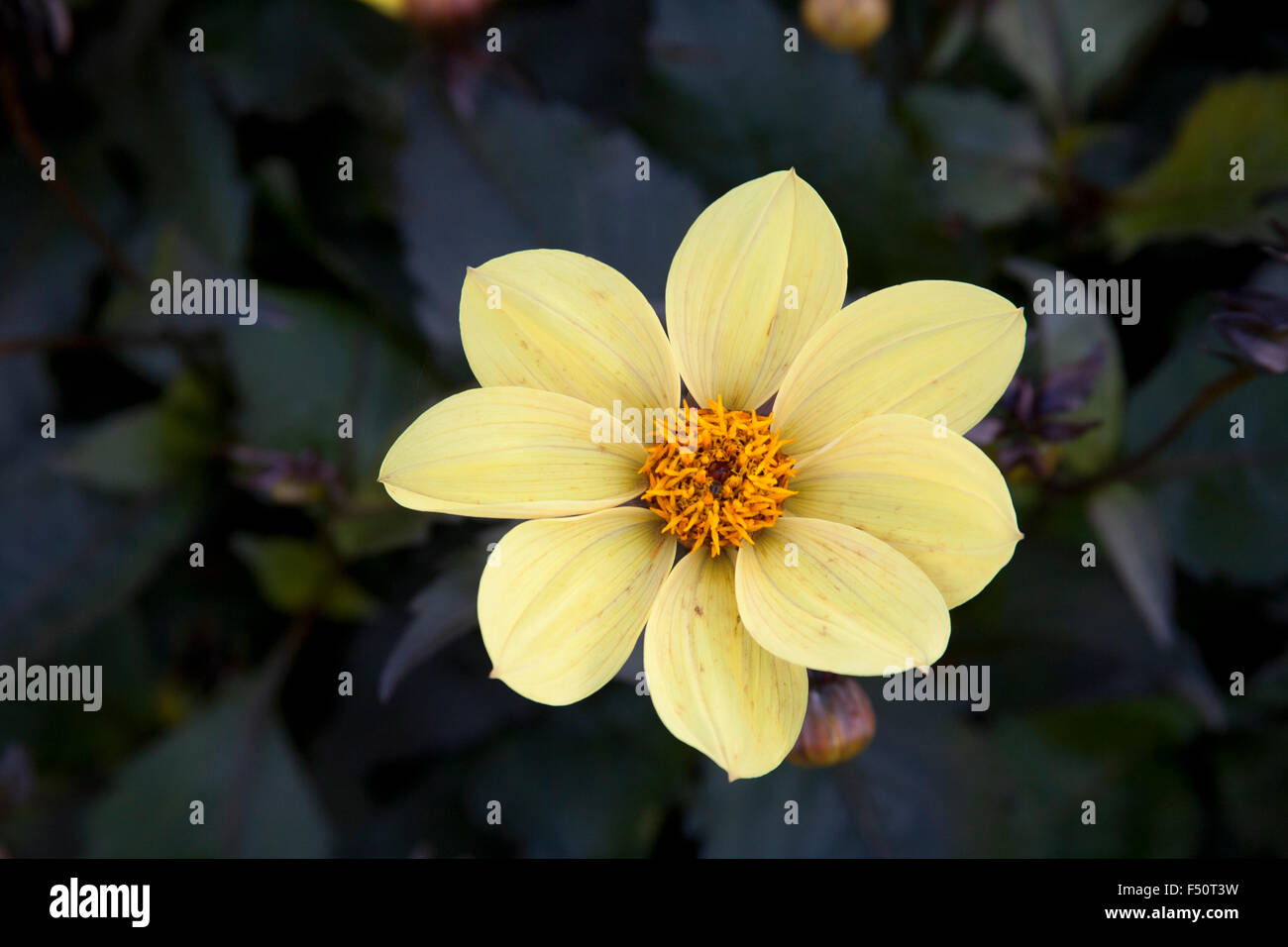 Dahlia fleurs, jaune variété parti, pousse dans un jardin de l'Irlande Banque D'Images