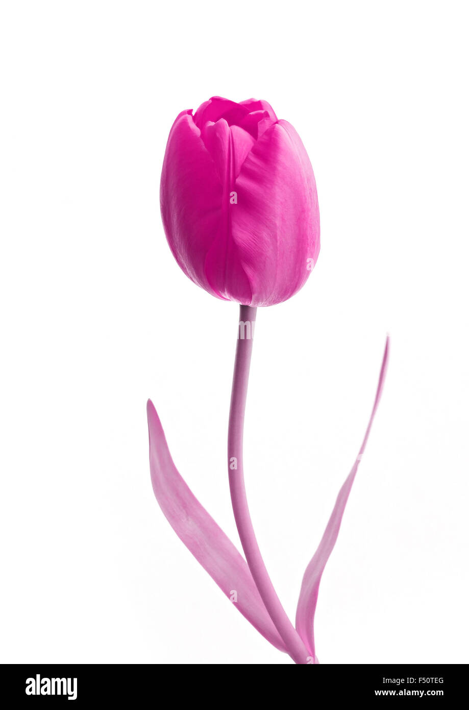 Fleurs rose pourpre sur fond blanc Banque D'Images