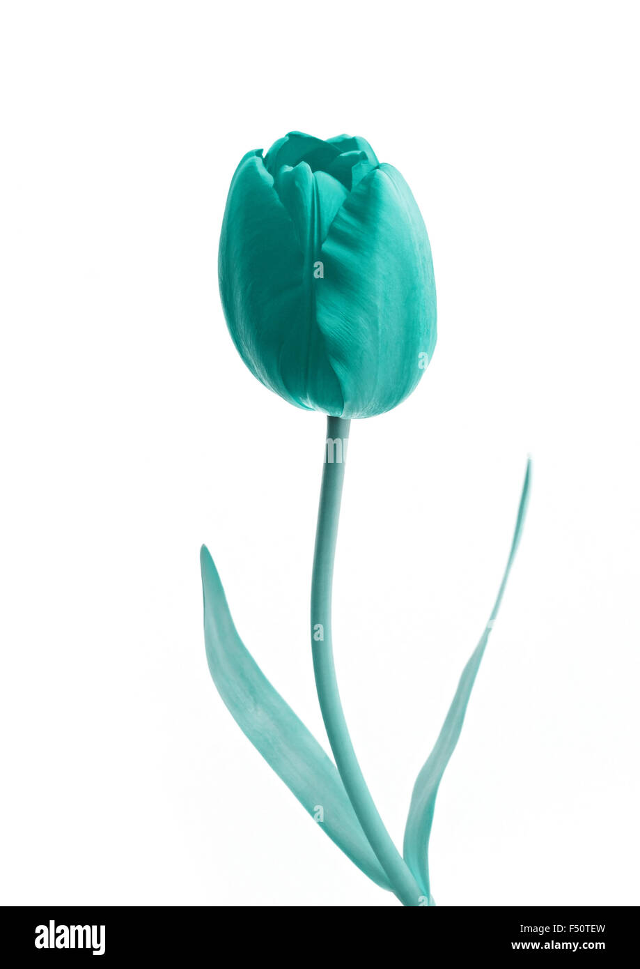 Rose Vert fleur sur fond blanc Banque D'Images