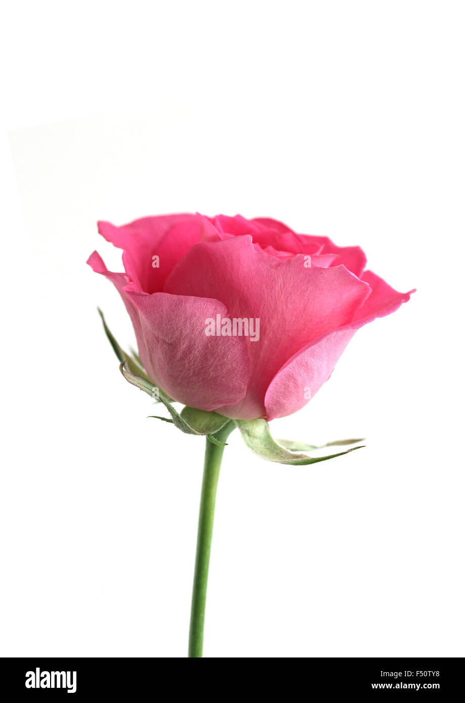 Rose rouge fleur sur fond blanc Banque D'Images