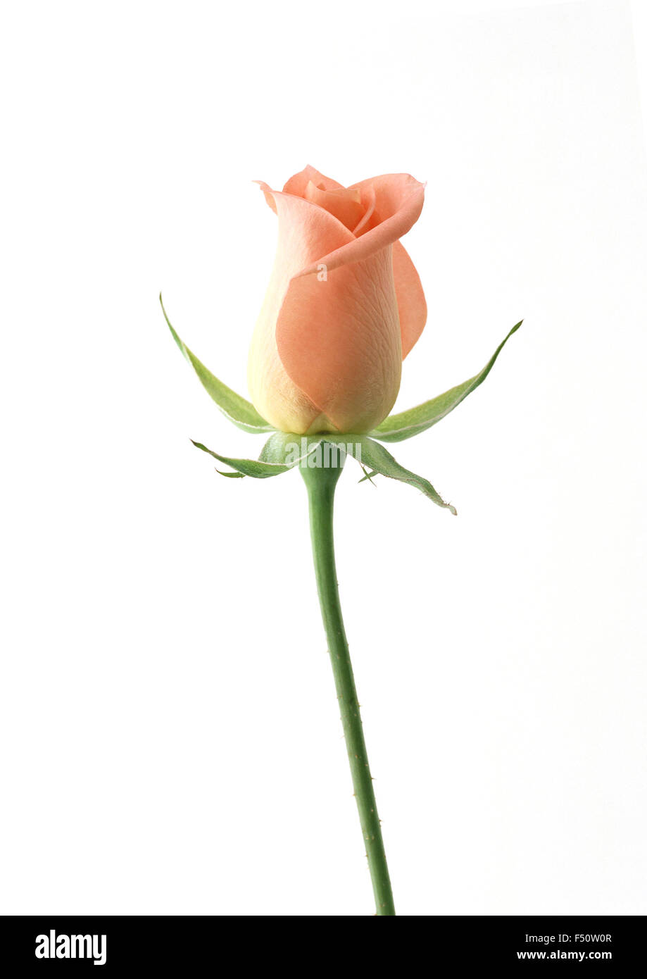 Fleur rose rose sur fond blanc Banque D'Images
