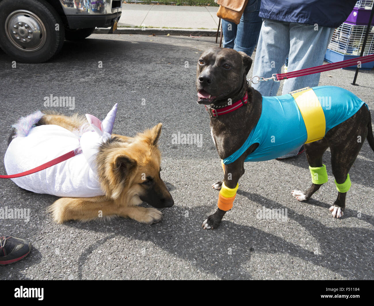 Les chiens en costume d'attendre Halloween Costume contest à Kensington, Brooklyn, NY en 2015. Banque D'Images