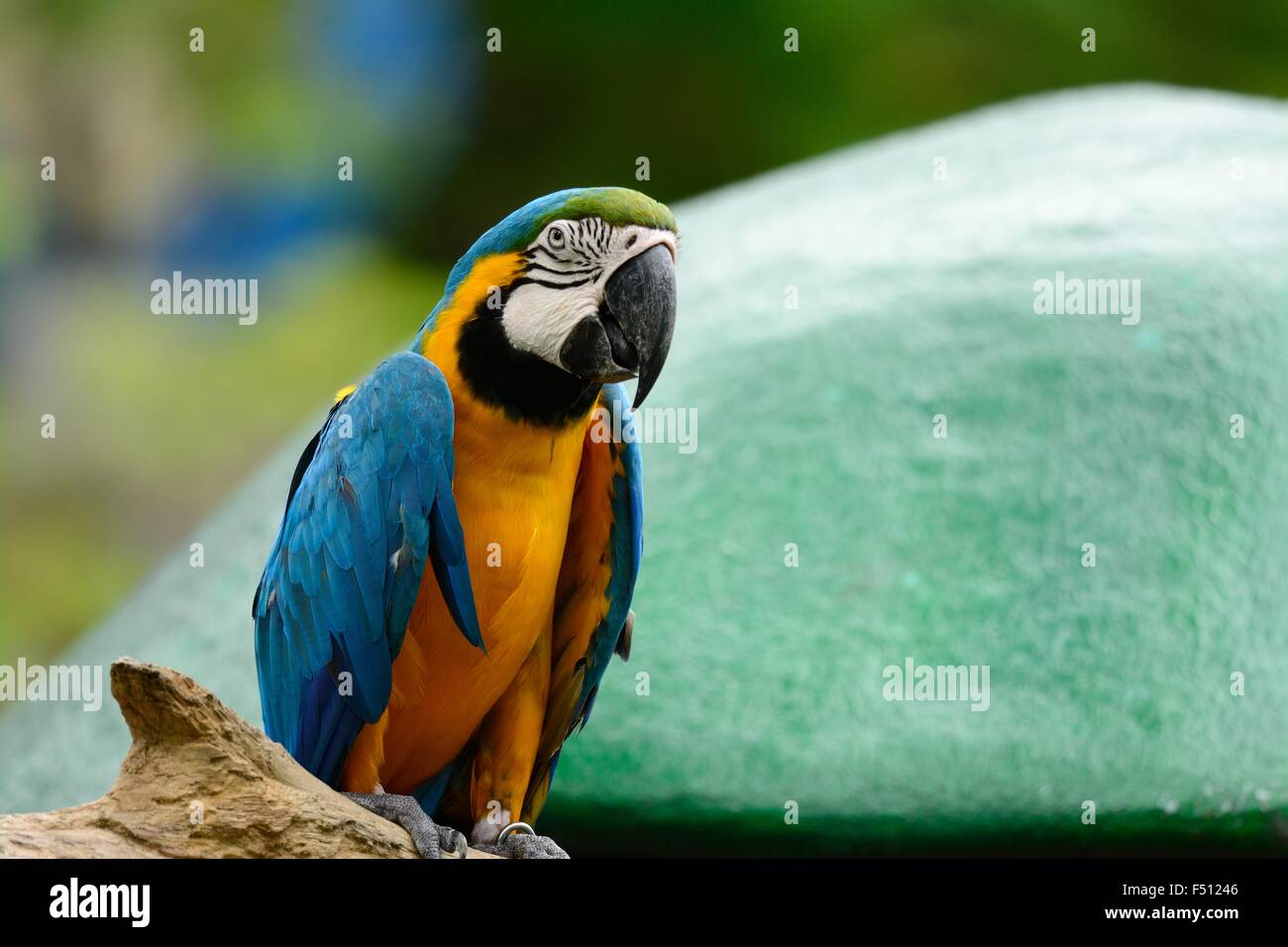 Beau bleu-et-jaune Macaw (Ara ararauna), également connu sous le nom de bleu et or Macaw Banque D'Images