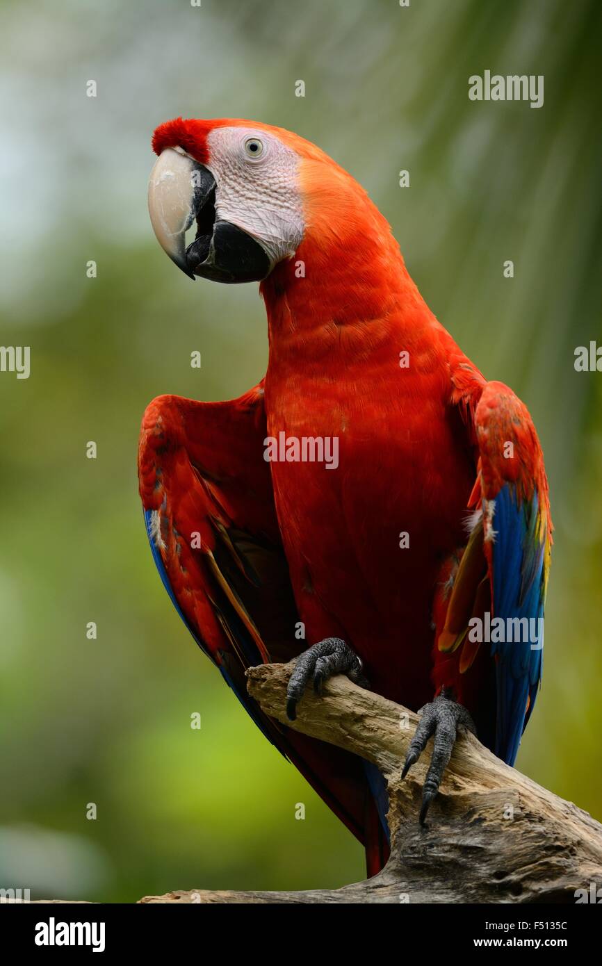 Beau vert-winged Macaw (Ara chloropterus) comme animal de compagnie Banque D'Images