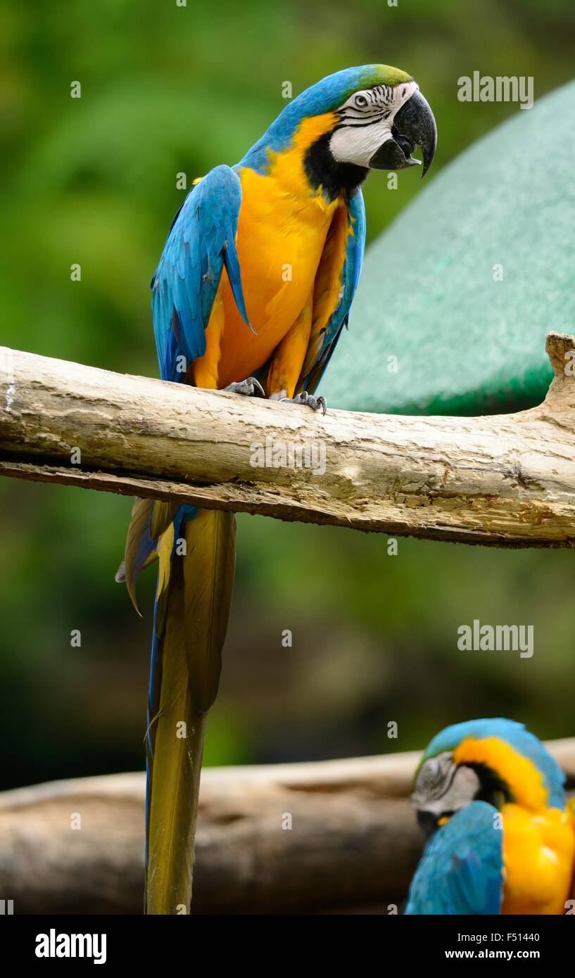 Beau bleu-et-jaune Macaw (Ara ararauna), également connu sous le nom de bleu et or Macaw Banque D'Images