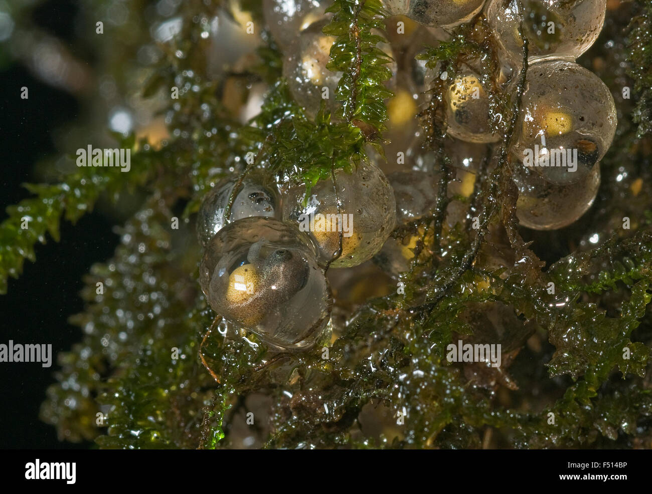 L'image de Bush ( Raorchestes bombayensis grenouilles Têtards) a été prise à Amboli ghat, Maharashtra, Inde Banque D'Images