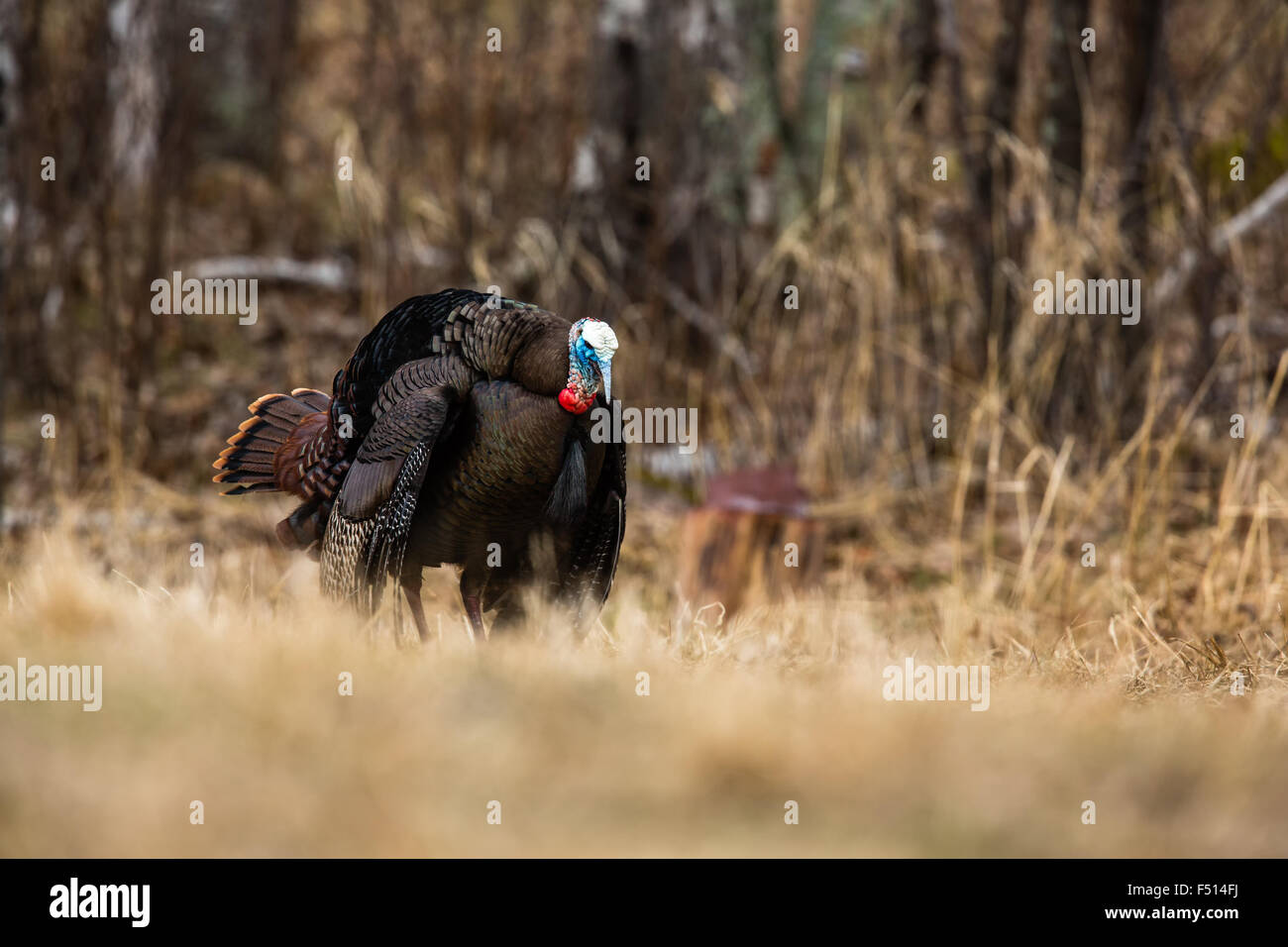 Le Dindon sauvage de l'Est Banque D'Images