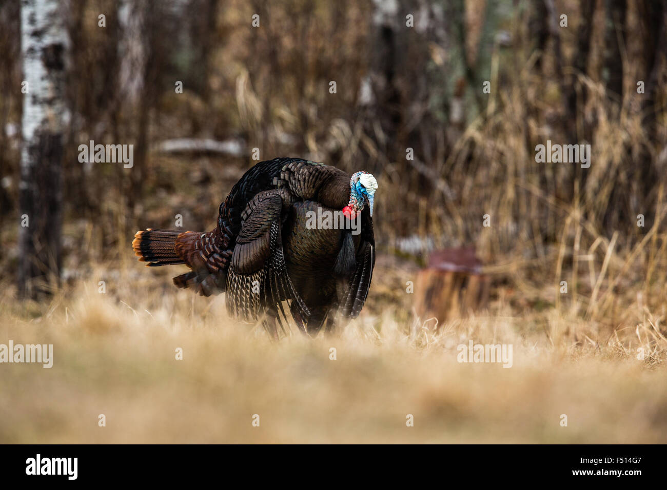 Le Dindon sauvage de l'Est Banque D'Images
