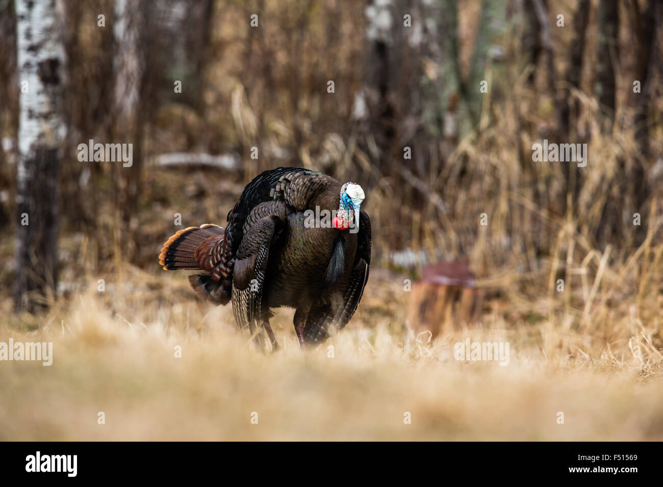 Le Dindon sauvage de l'Est Banque D'Images