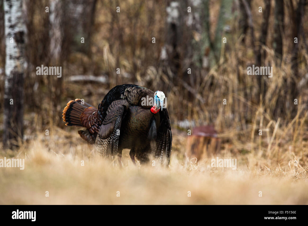 Le Dindon sauvage de l'Est Banque D'Images