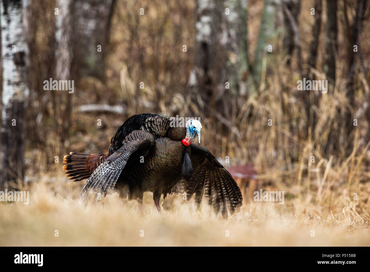Le Dindon sauvage de l'Est Banque D'Images