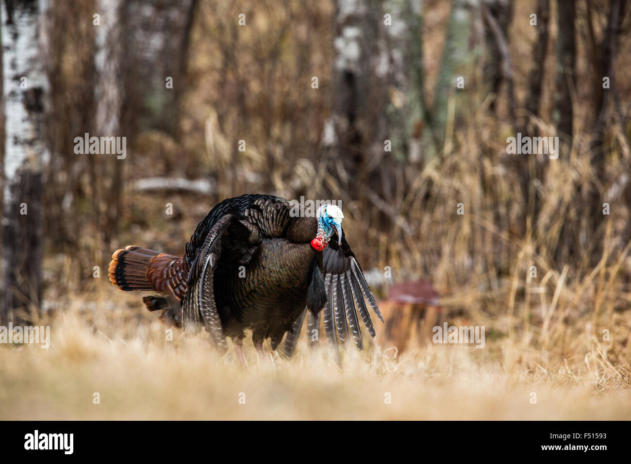 Le Dindon sauvage de l'Est Banque D'Images