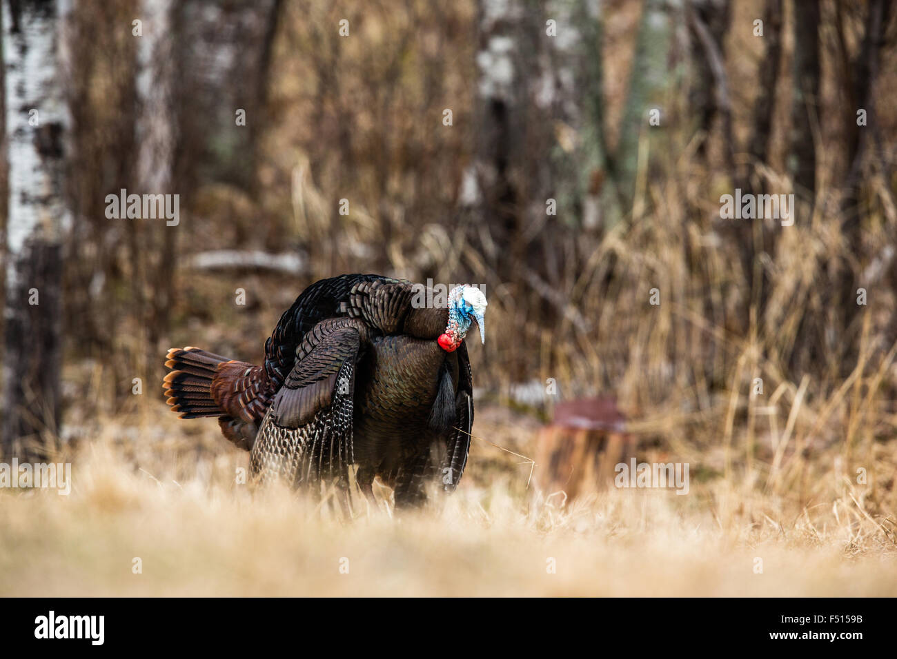 Le Dindon sauvage de l'Est Banque D'Images