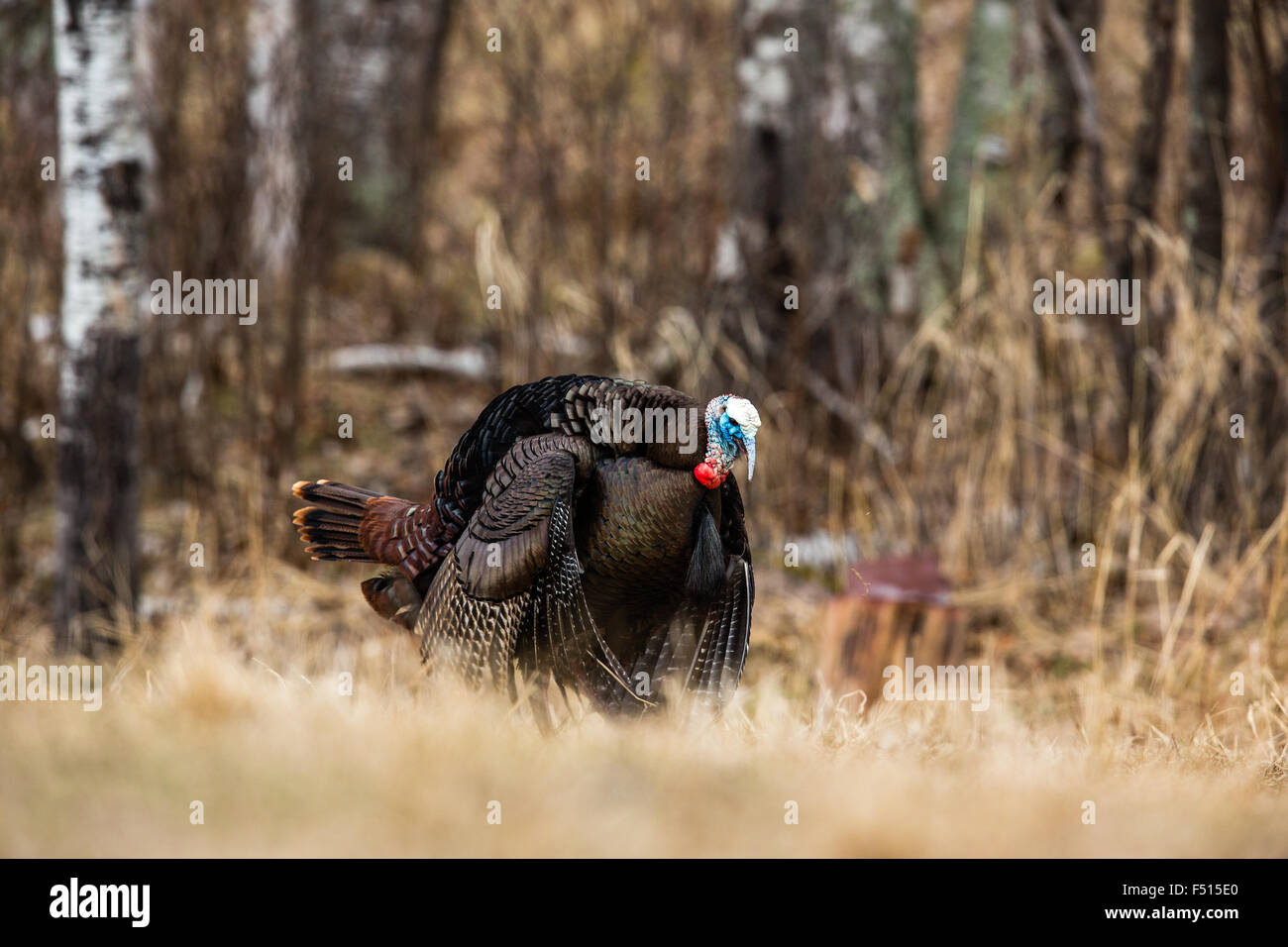 Le Dindon sauvage de l'Est Banque D'Images