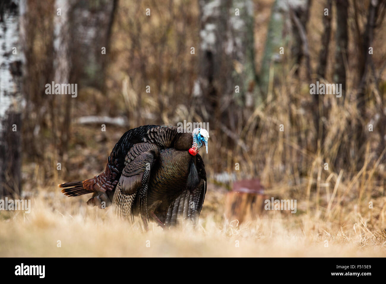 Le Dindon sauvage de l'Est Banque D'Images