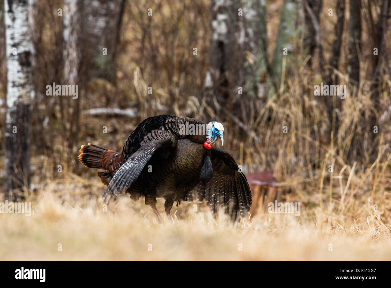 Le Dindon sauvage de l'Est Banque D'Images