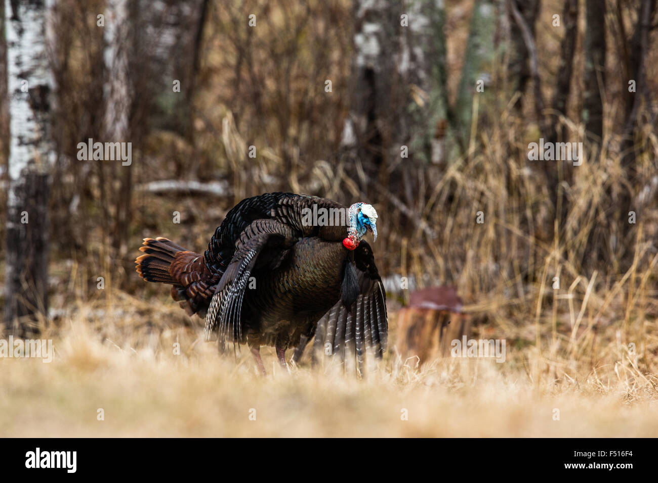 Le Dindon sauvage de l'Est Banque D'Images