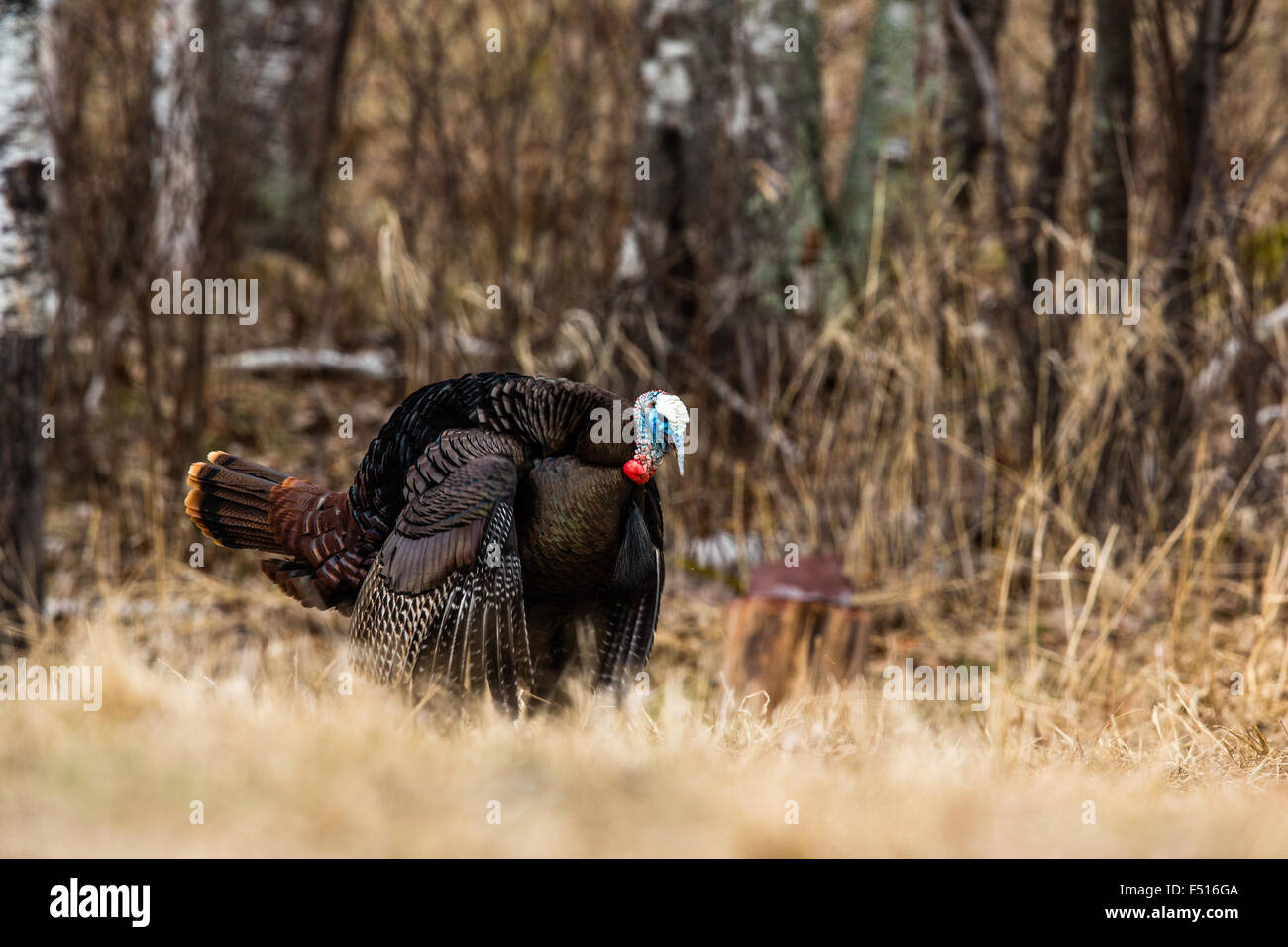 Le Dindon sauvage de l'Est Banque D'Images