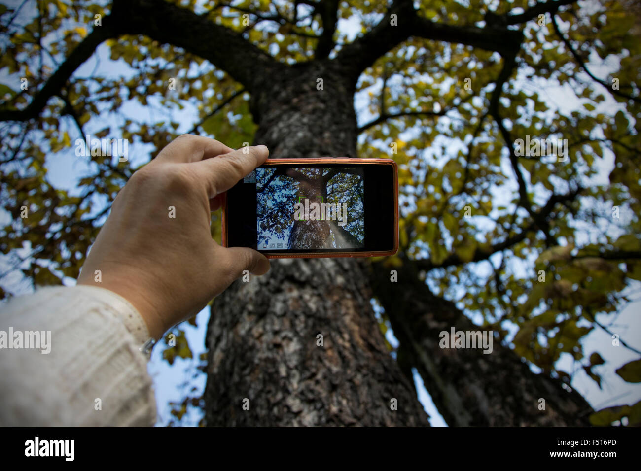 Personne prenant une photo avec l'appareil photo mobile, sur la photo est le parc en automne les couleurs. Banque D'Images