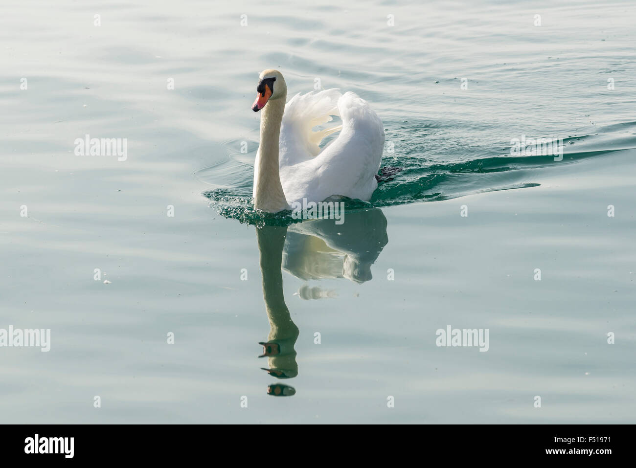 Un livre blanc Cygne tuberculé (Cygnus olor) est une croisière sur les eaux du lac de garde Banque D'Images