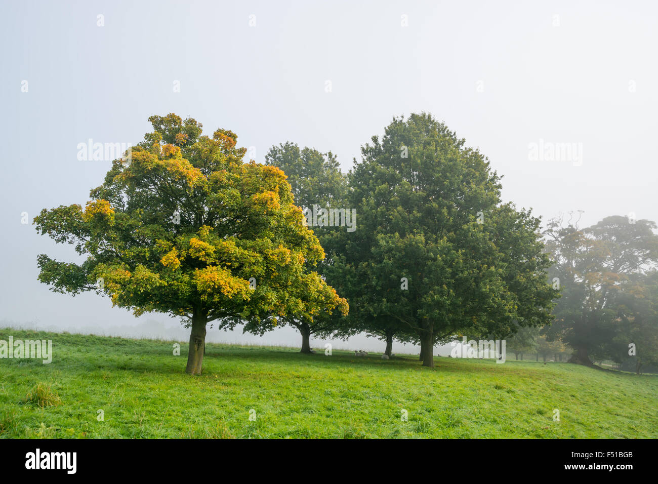 Les arbres d'automne dans le brouillard avec des moutons assis sous Banque D'Images