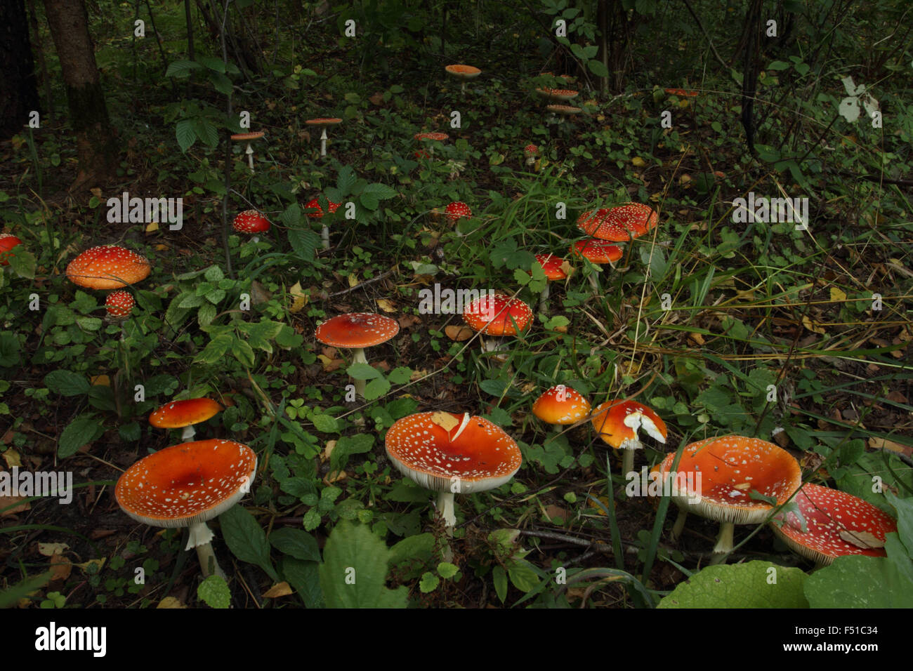 Fly Agaric-Amanita muscaria Banque D'Images