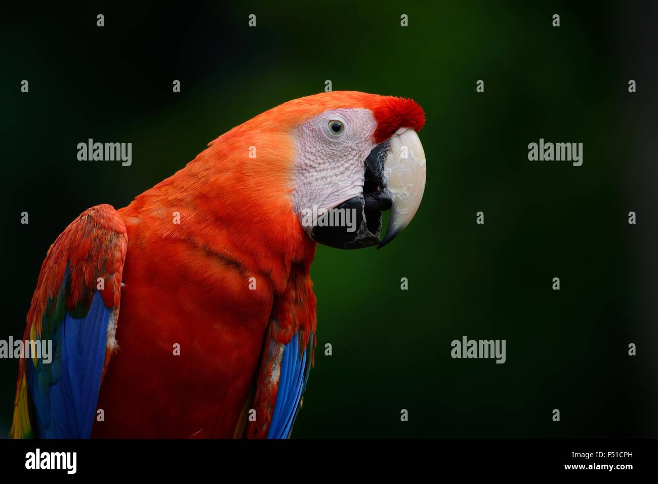 Beau vert-winged Macaw (Ara chloropterus) comme animal de compagnie Banque D'Images