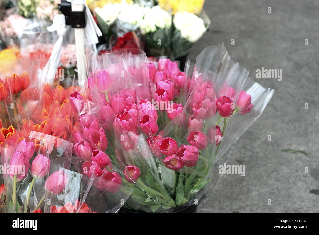 Tulipes orange et rose frais de vente à un marché Banque D'Images