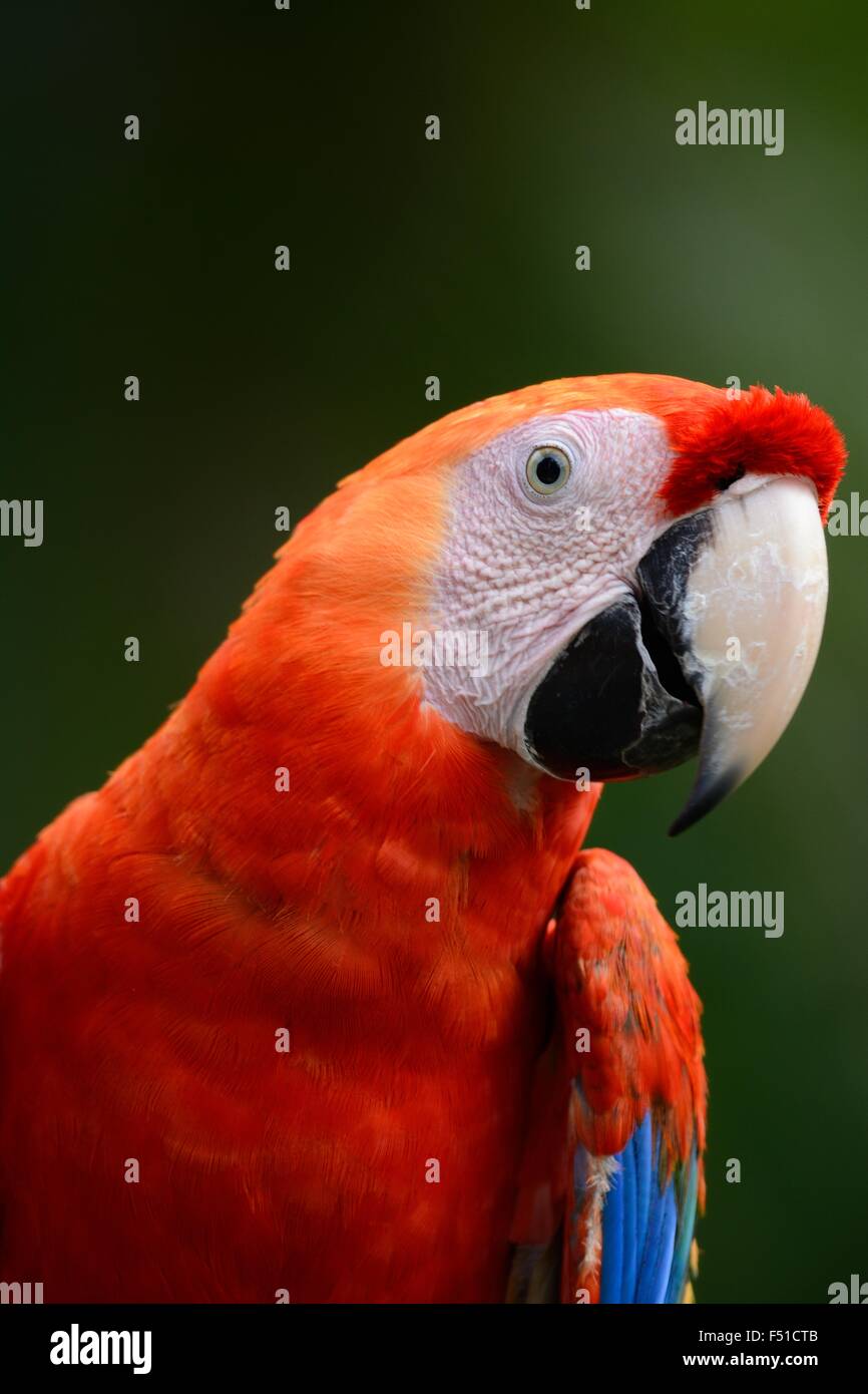 Belle ara rouge (Ara macao), en tant qu'animaux de compagnie Banque D'Images
