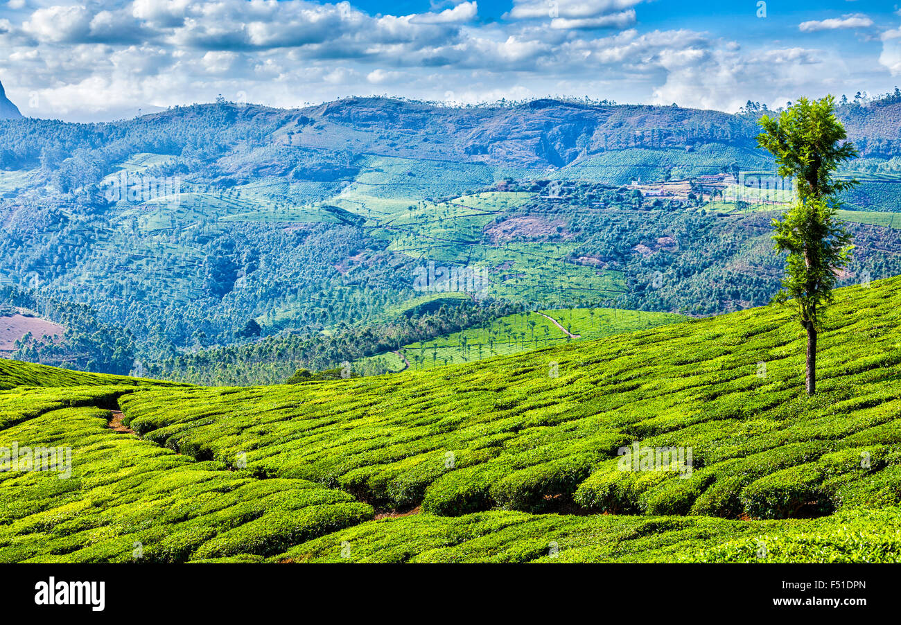 Les plantations de thé vert de Munnar, Kerala, Inde Banque D'Images