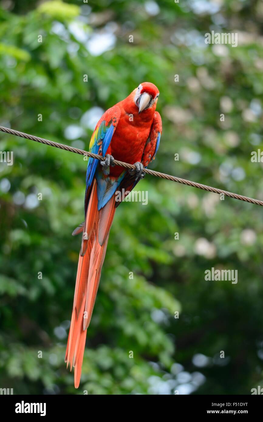 Belle ara rouge (Ara macao), en tant qu'animaux de compagnie Banque D'Images