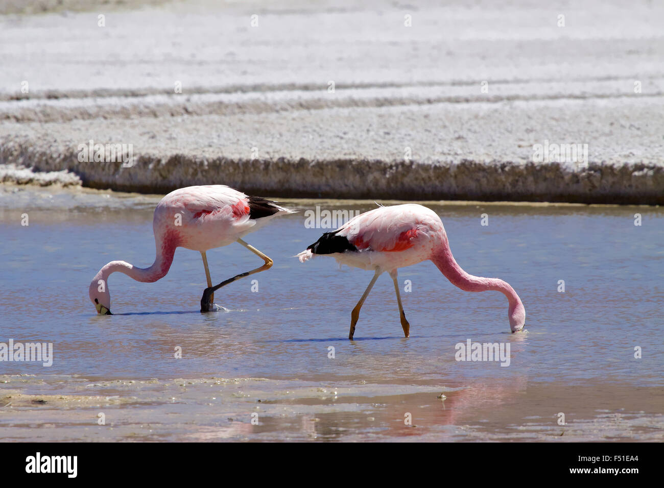 James's Flamingo (Phoenicopterus jamesi), également connu sous le nom de James, de l'Amérique du Sud est un flamant rose. Laguna Blanca, la Bolivie. Banque D'Images