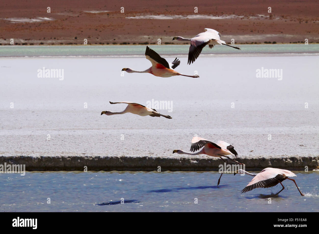 James's flamants roses (Phoenicopterus jamesi), également connu sous le nom de James, de l'Amérique du Sud est un flamant rose. Laguna Blanca, Bolivie Banque D'Images