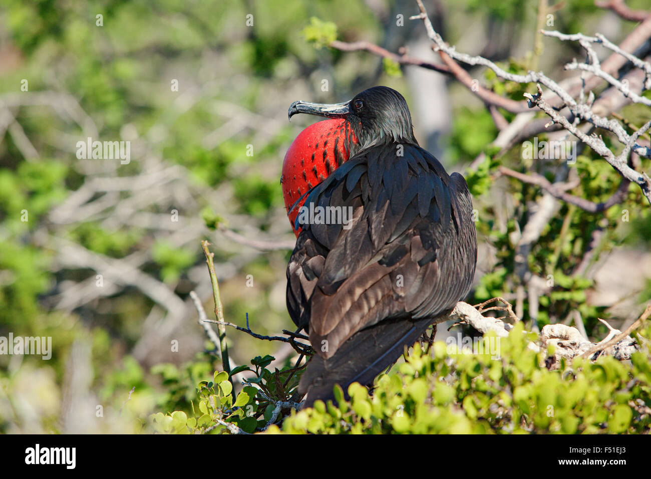 Frégate superbe sur l'île Seymour Nord, Galapagos, Equateur. Banque D'Images Frégate superbe sur l'île Seymour Nord, Galapagos, Equateur. Banque D'Images