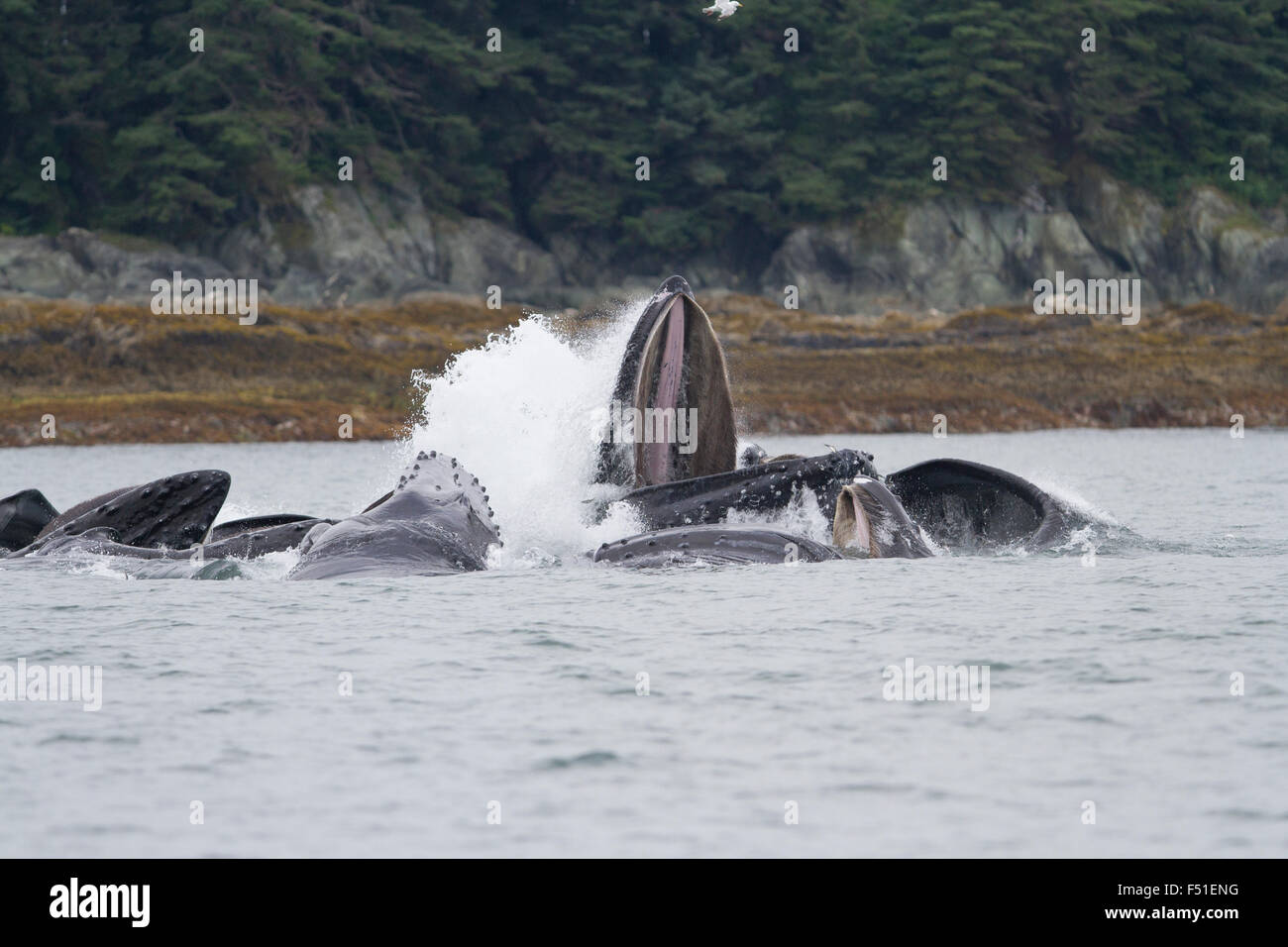 Les baleines à bosse bulle coopérative-net se nourrir dans les eaux de l'Alaska Banque D'Images