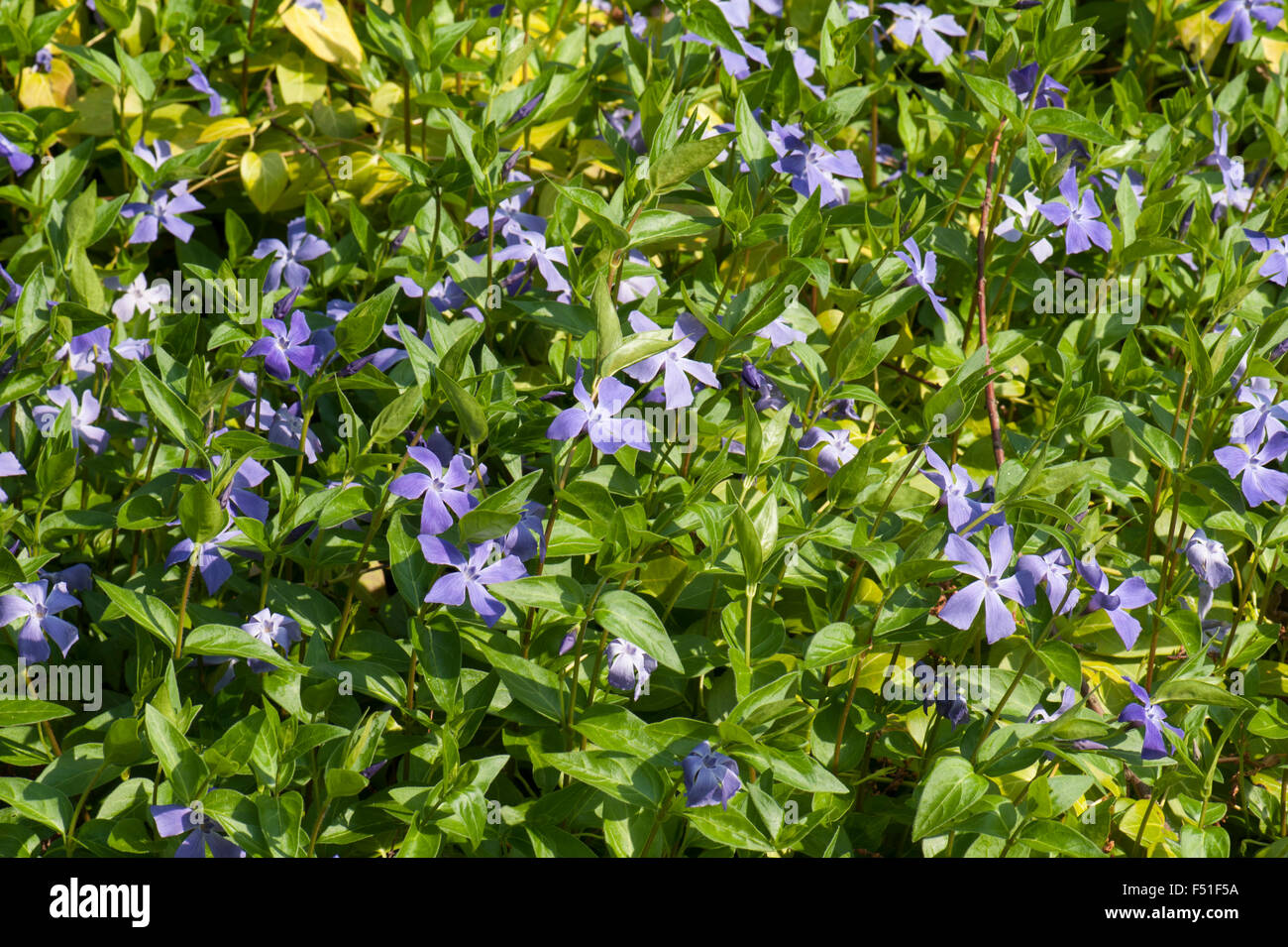 Une plus grande pervenche, Vinca major, croissante sur le bord, Surrey, UK. Avril. Banque D'Images