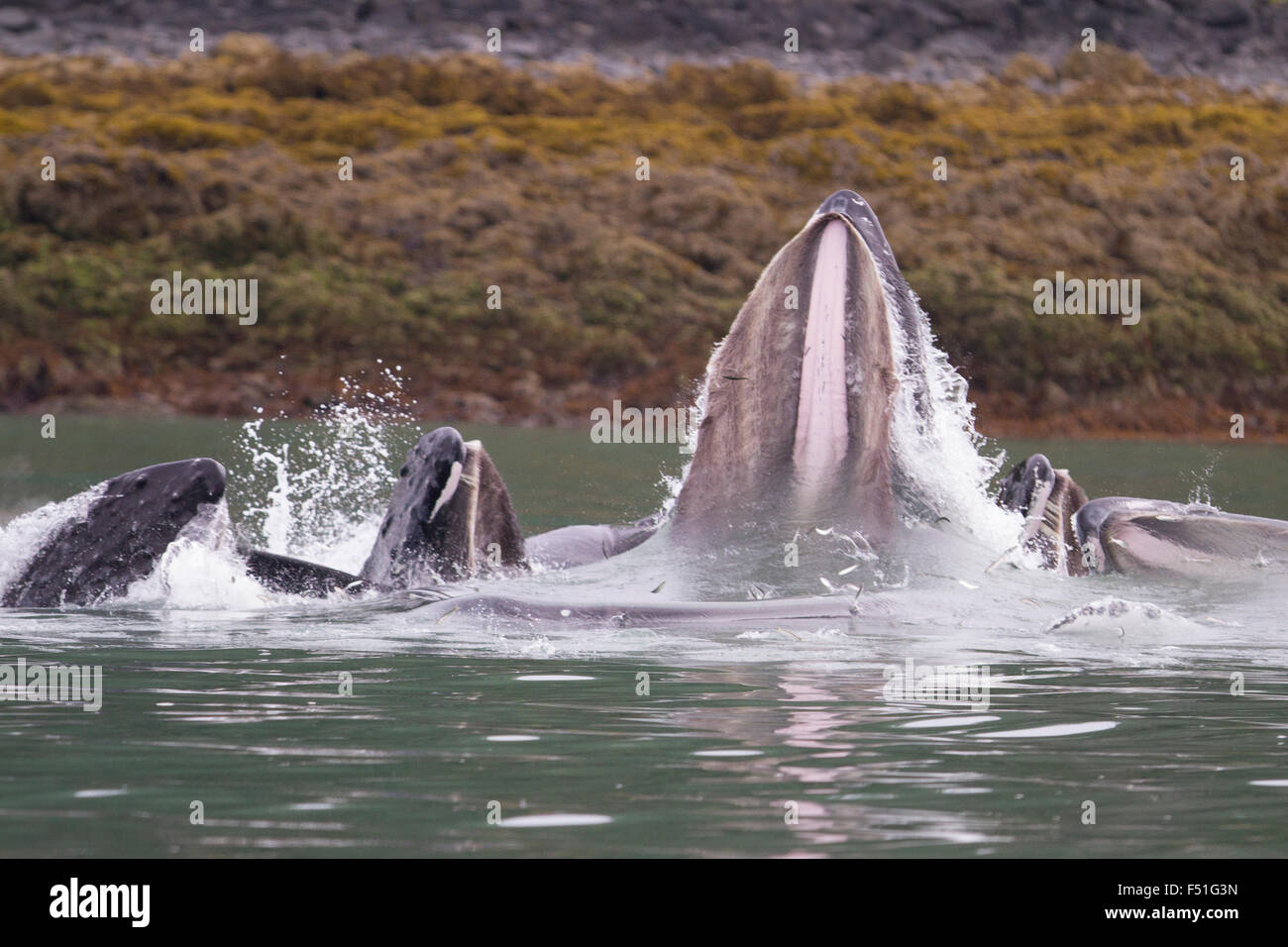 Les baleines à bosse bulle coopérative-net se nourrir dans les eaux de l'Alaska Banque D'Images